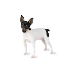 Pet City Houston Toy Fox Terrier