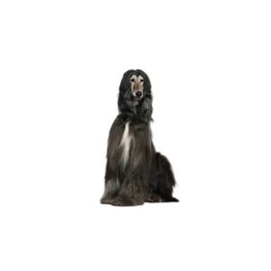 Pet City Houston Afghan Hound