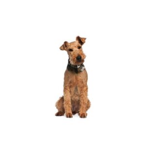 Pet City Houston Airedale Terrier