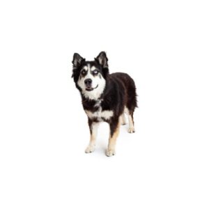 Pet City Houston Alaskan Malamute