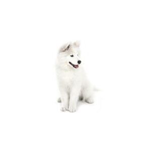 Pet City Houston American Eskimo