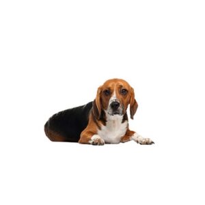 Pet City Houston American Foxhound