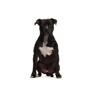 Pet City Houston American Staffordshire Terrier