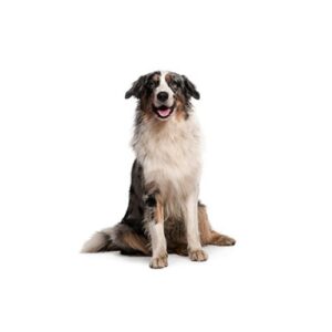 Pet City Houston Australian Shepherd