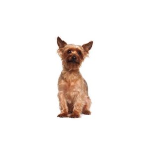 Pet City Houston Australian Terrier