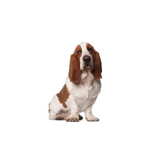 Pet City Houston Basset Hound