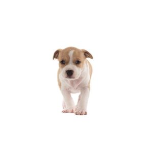 Pet City Houston Bea-Bull
