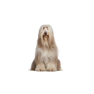 Pet City Houston Bearded Collie