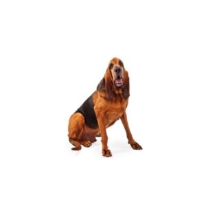 Pet City Houston Bloodhound