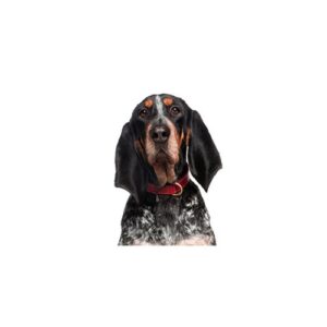 Pet City Houston Bluetick Coonhound