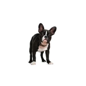 Pet City Houston Boston Terrier