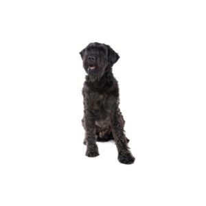 Pet City Houston Bouvier des Flandres