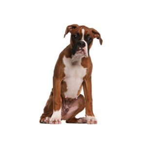 Pet City Houston Boxer