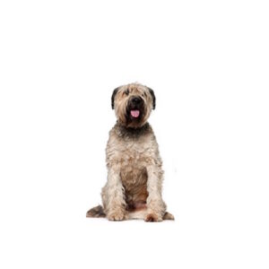 Pet City Houston Briard