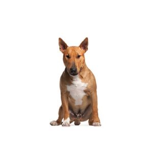 Pet City Houston Bull Terrier