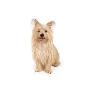 Pet City Houston Cairn Terrier