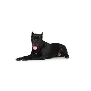 Pet City Houston Cane Corso