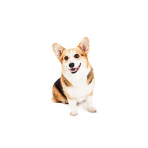 Pet City Houston Cardigan Welsh Corgi