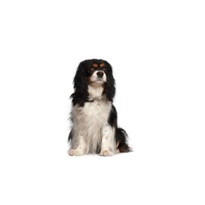 Pet City Houston Cavalier King Charles Spaniel