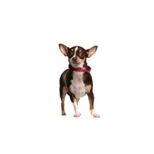Pet City Houston Chihuahua