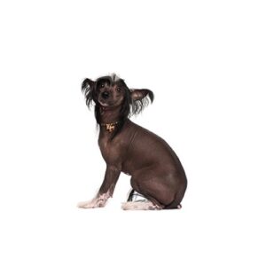 Pet City Houston Chinese Crested
