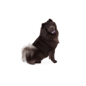 Pet City Houston Chow Chow