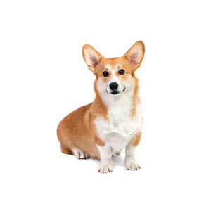 Pet City Houston Pembroke Welsh Corgi