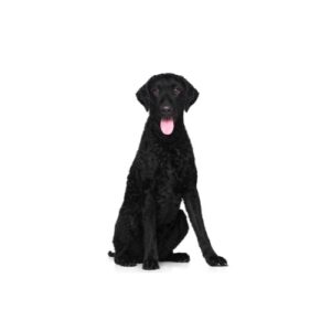 Pet City Houston Curly-Coated Retriever