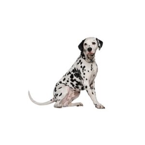 Pet City Houston Dalmatian