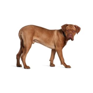 Pet City Houston Dogue de Bordeaux