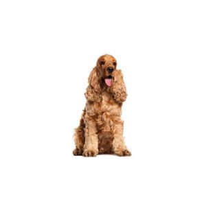 Pet City Houston English Cocker Spaniel