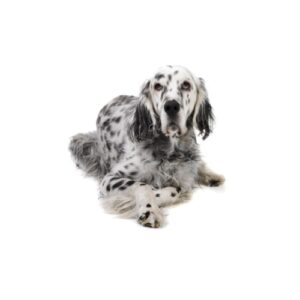 Pet City Houston English Setter