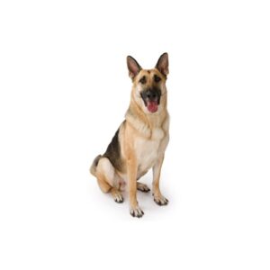 Pet City Houston German Shepherd