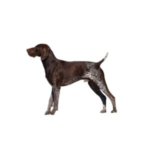 Pet City Houston German Shorthaired Pointer