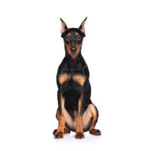 Pet City Houston German Pinscher