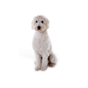 Pet City Houston Goldendoodle