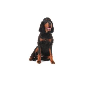 Pet City Houston Gordon Setter