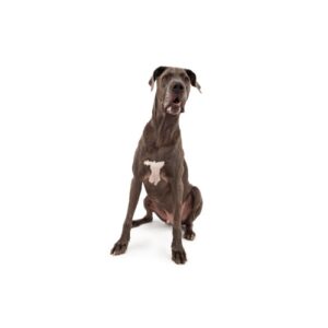 Pet City Houston Great Dane