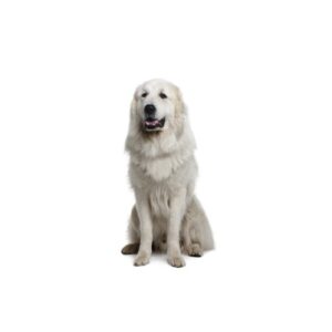 Pet City Houston Great Pyrenees