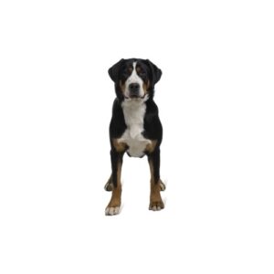 Pet City Houston Great Swiss Mountain Dog