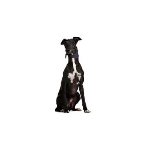Pet City Houston Greyhound