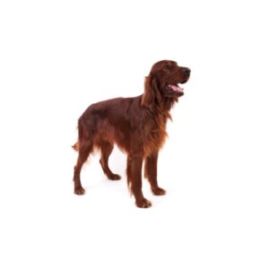 Pet City Houston Irish Setter