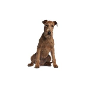Pet City Houston Irish Terrier