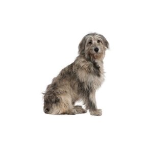 Pet City Houston Irish Wolfhound
