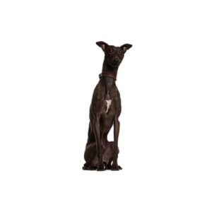 Pet City Houston Italian Greyhound