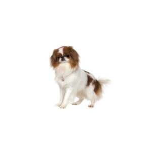 Pet City Houston Japanese Chin