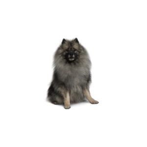 Pet City Houston Keeshond