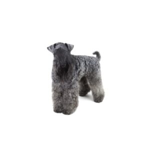 Pet City Houston Kerry Blue Terrier