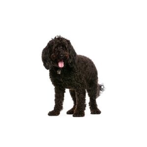 Pet City Houston Labradoodle