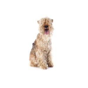 Pet City Houston Lakeland Terrier